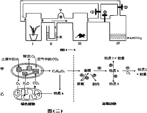 白皮甜粒玉米的遗传机制与育种研究